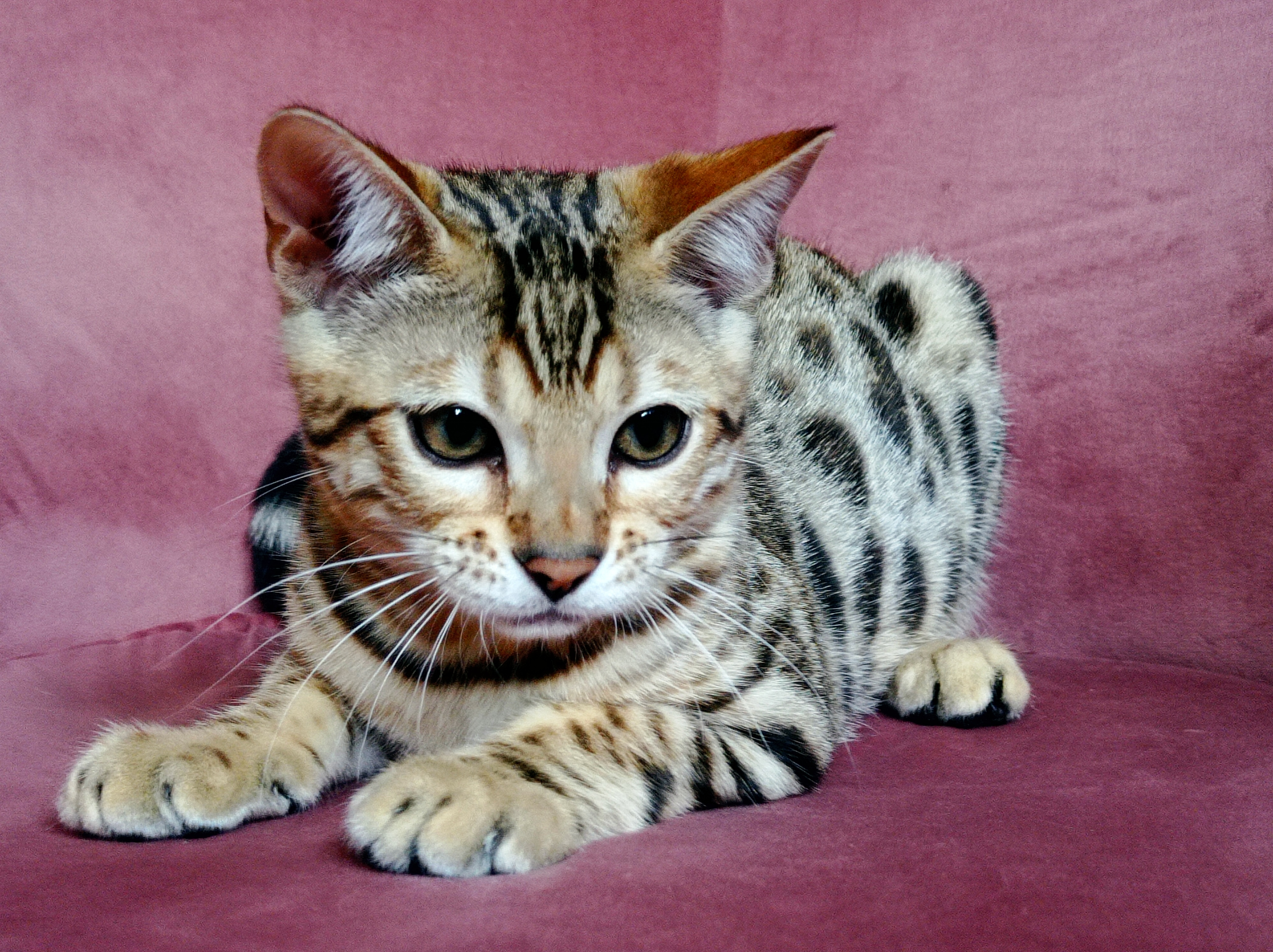 CHATON BENGAL BROWN